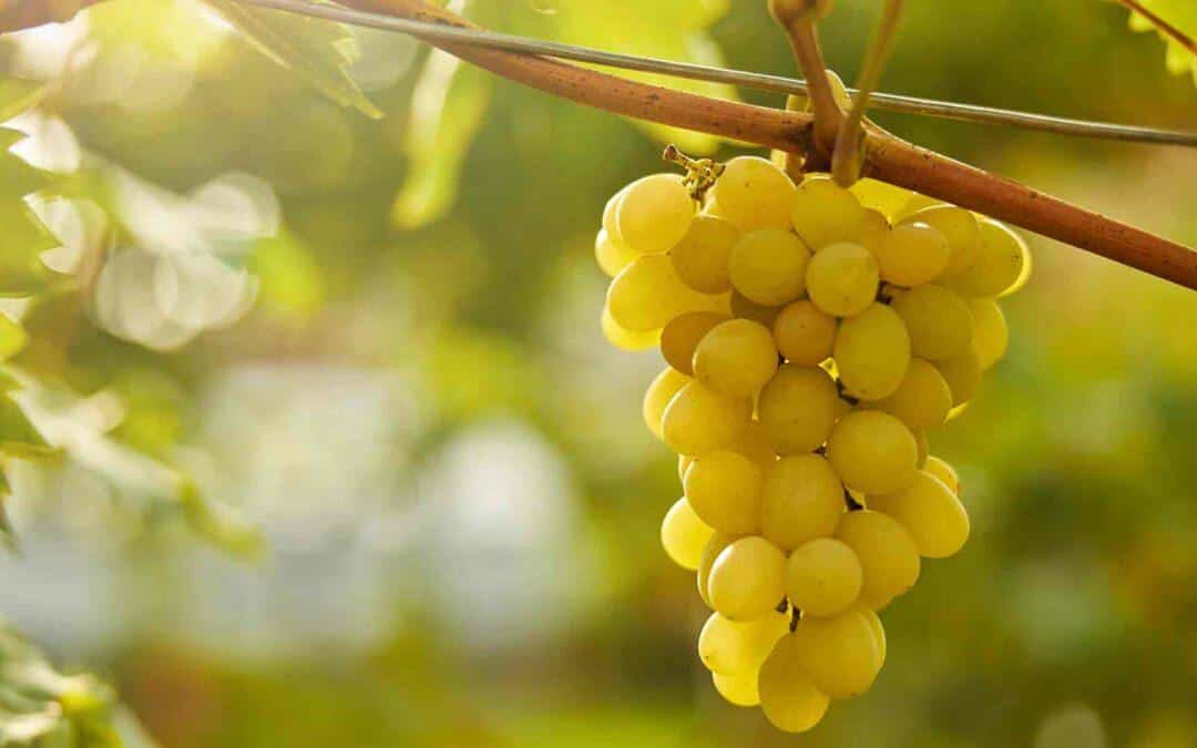 Weinbau in Naturns